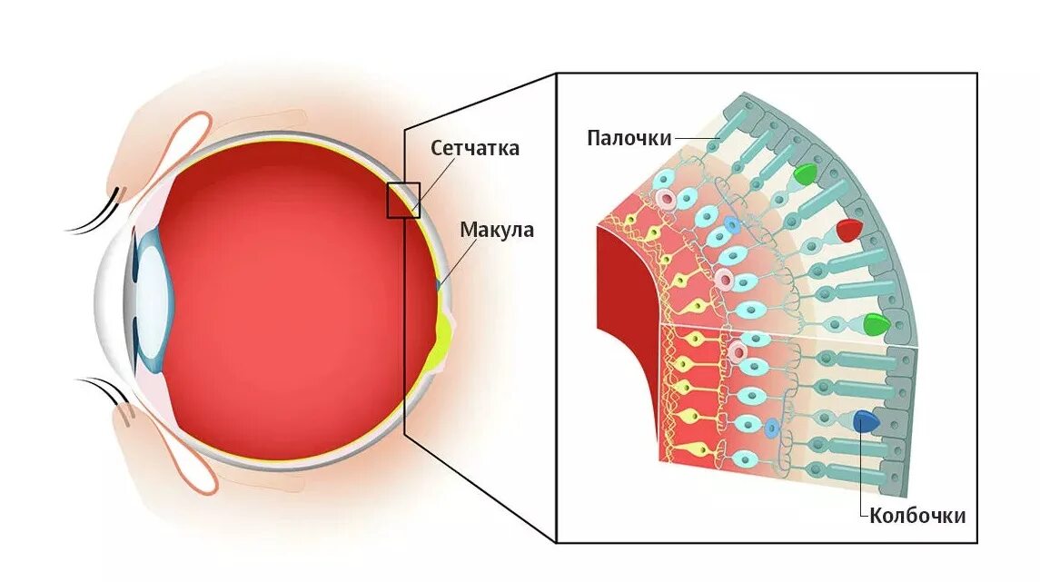 Палочки и колбочки сетчатки глаза. Строение глаза колбочки и палочки. Строение глаза колбочки. Строение колбочки сетчатки. Колбочки сетчатки находятся