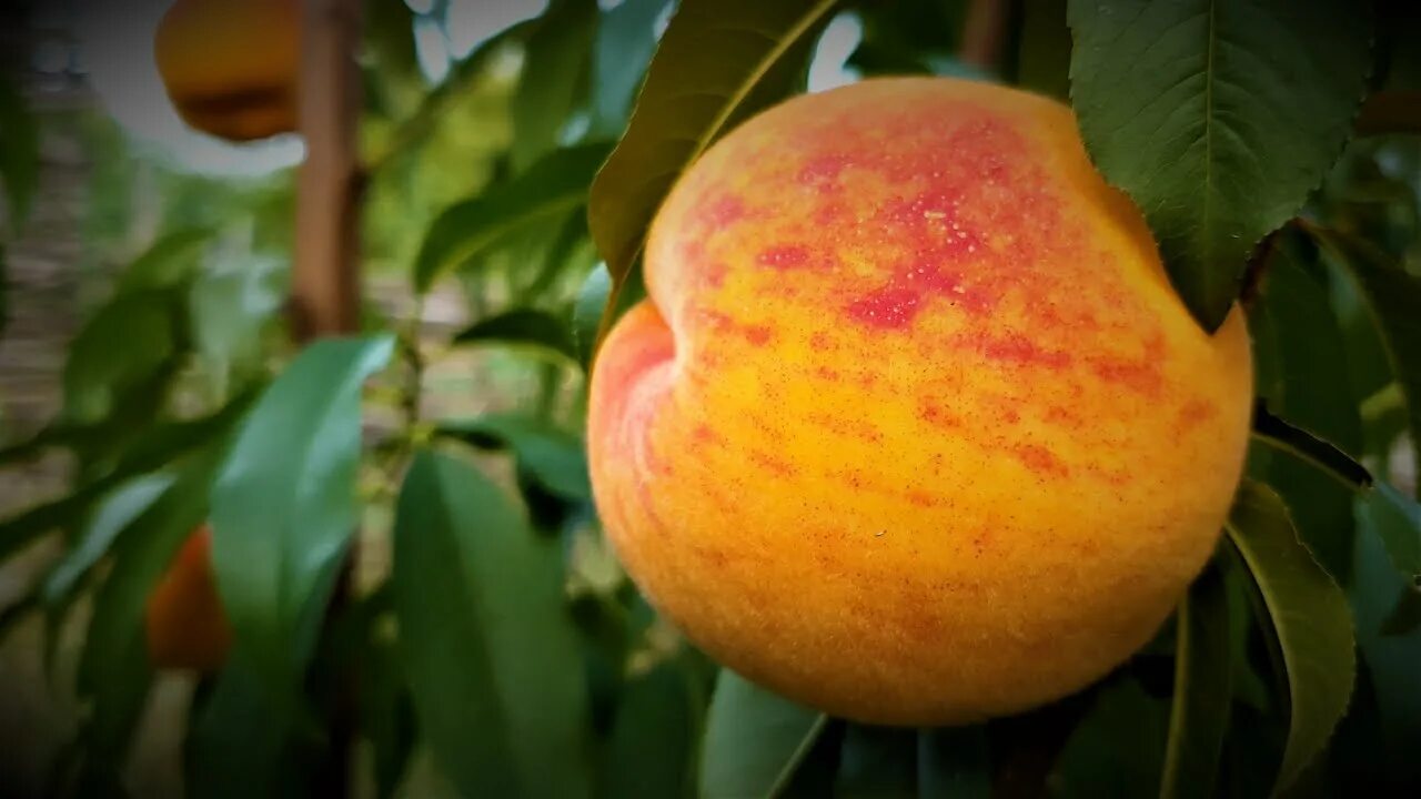 Сорт персика вайн. Сорт персика Кондор. Персик вайн Голд т3. Сорт персика Шугар тайм. Персик вайн Голд морозостойкий Окс.