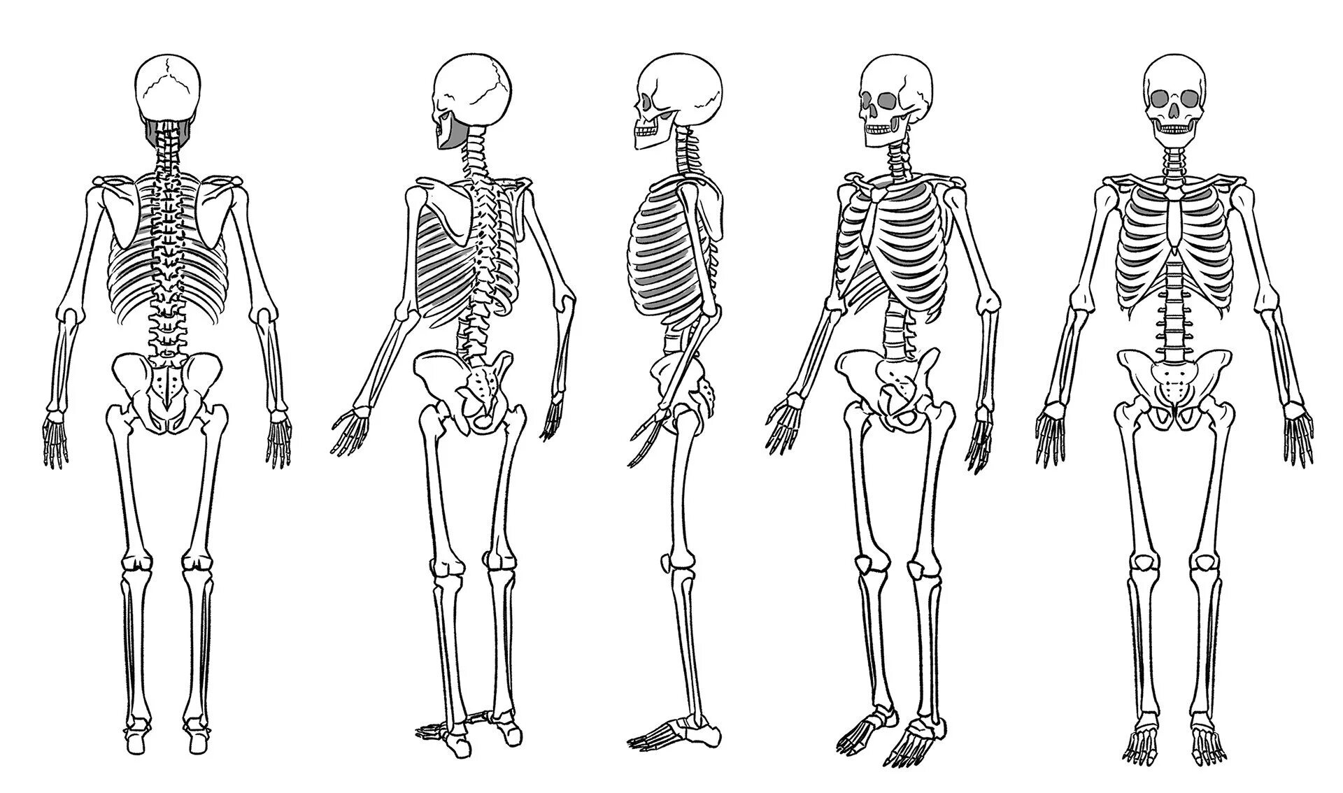 Скелет сбоку рисунок. Скелет спереди рисунок. Скелет в полный рост референс. Как рисовать скелет