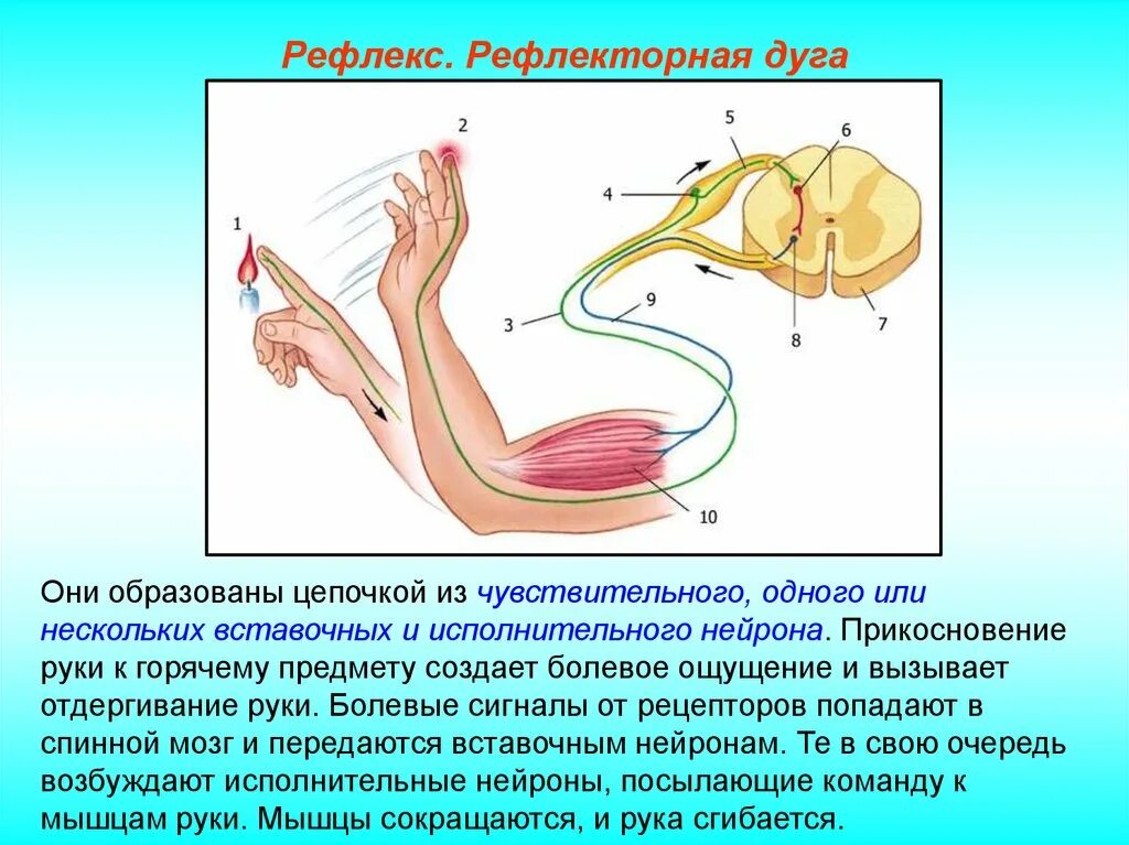 Рефлекс отдергивания руки от горячего предмета. Рефлекторная дуга схема рефлекс отдергивания. Схема рефлекторной дуги отдергивания руки от горячего предмета. Схема рефлекторной дуги отдергивания руки. Рефлекторное течение