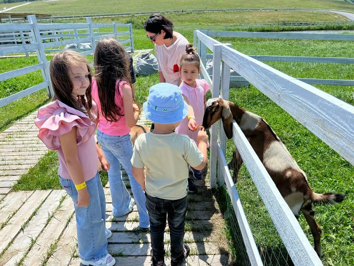 Альпака парк медовые водопады. Альпака парк медовые водопады. Деревня походкино альпаки. Деревня походкино альпаки. Альпака парк медовые водопады.