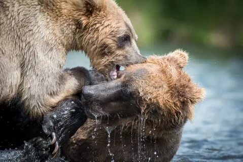 Медведь укусил