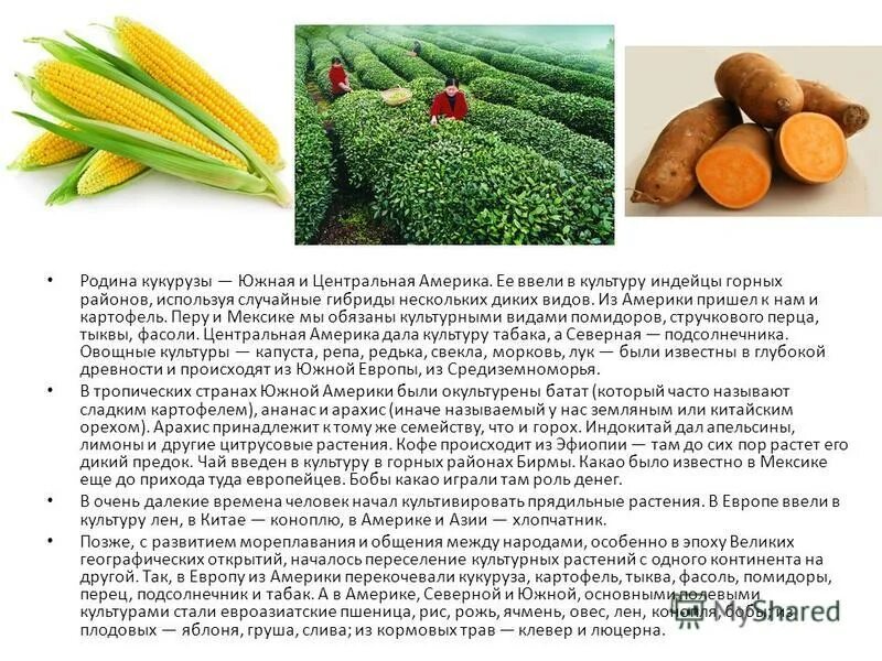 центр происхождения кукурузы