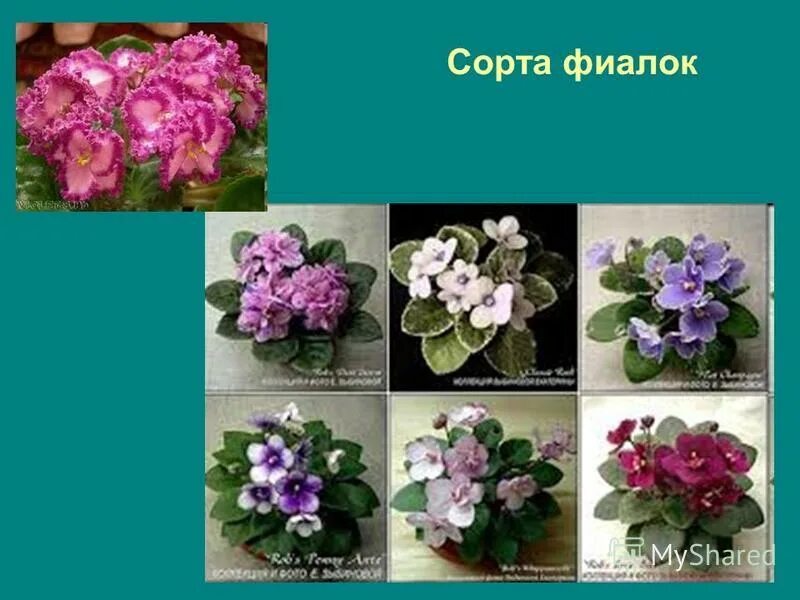 Фиалки сортовые классификация. Чем отличается фиалка. Чем отличается фиалка. Фиалка lyon's zoe. Классификация цветка фиалки.