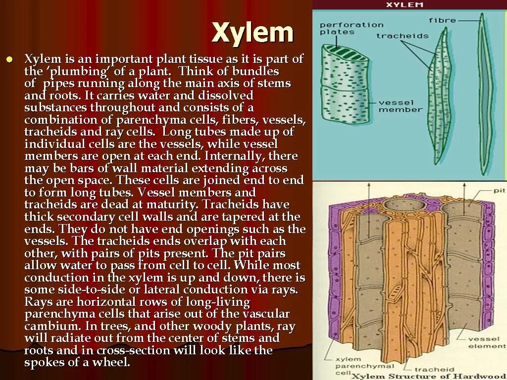 Xylem. Ксилема. Ксилема и флоэма. Ксилема и флоэма функции. Наличие флоэма