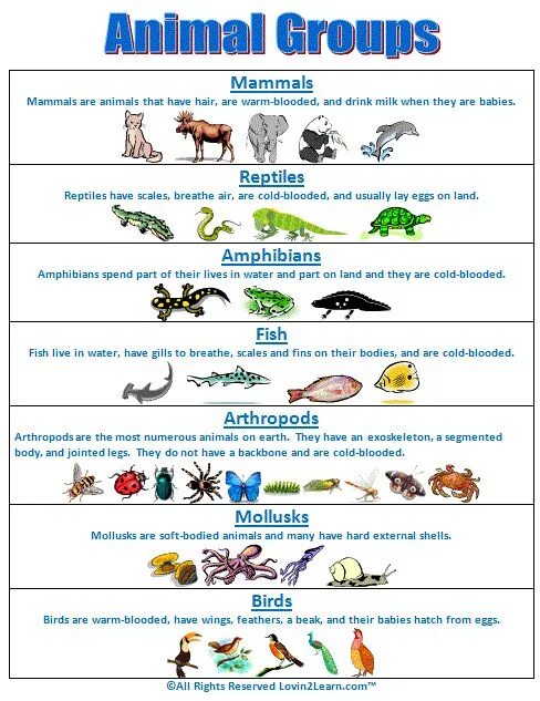 Reptiles mammals. Groups of animals. Animals Groups Worksheets. Classification of animals. В царстве животных.