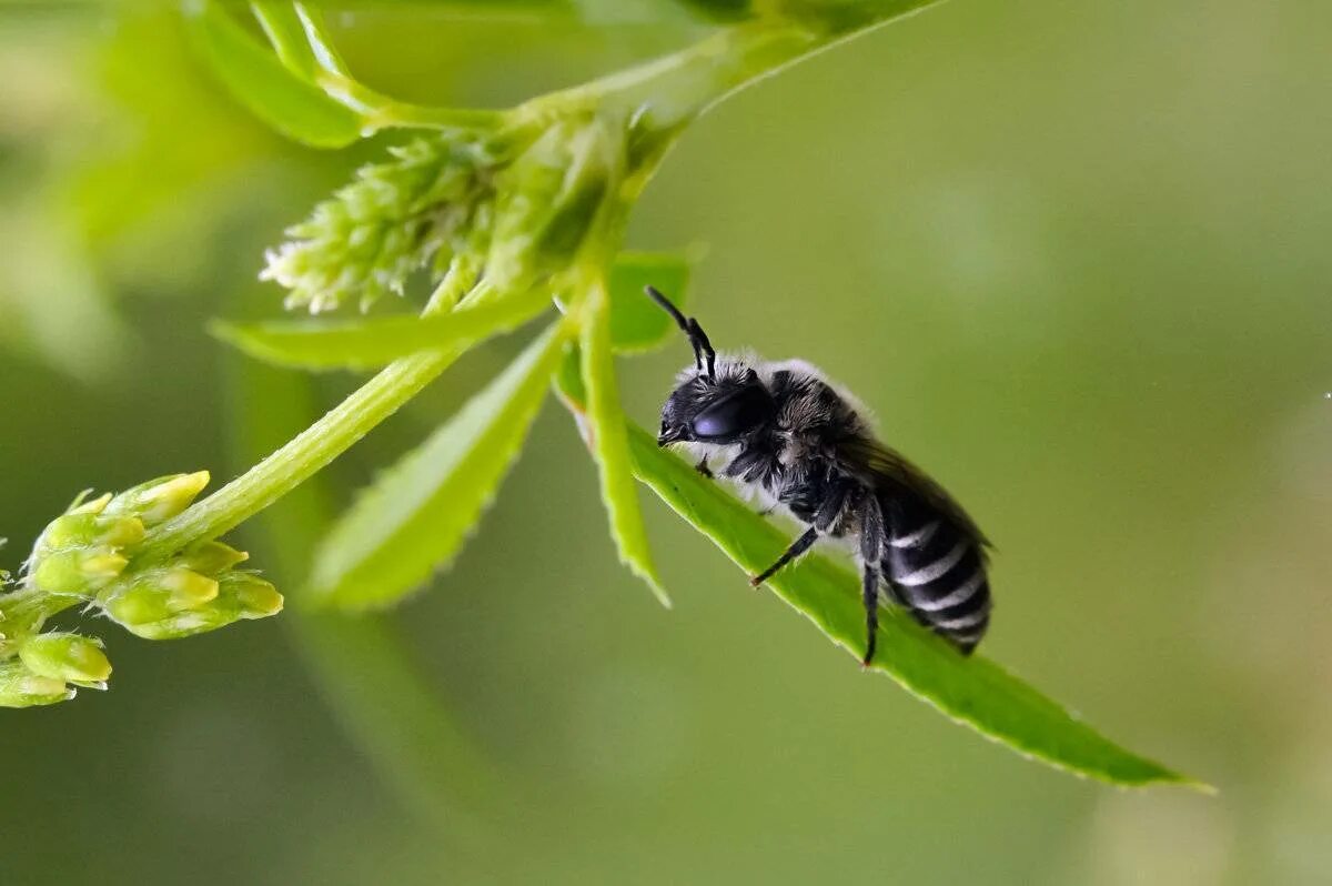 Черное насекомое похожее на осу. Пчела древогрыз. Черная пчела. Насекомое похожее на пчелу. Маленькая черная пчела.