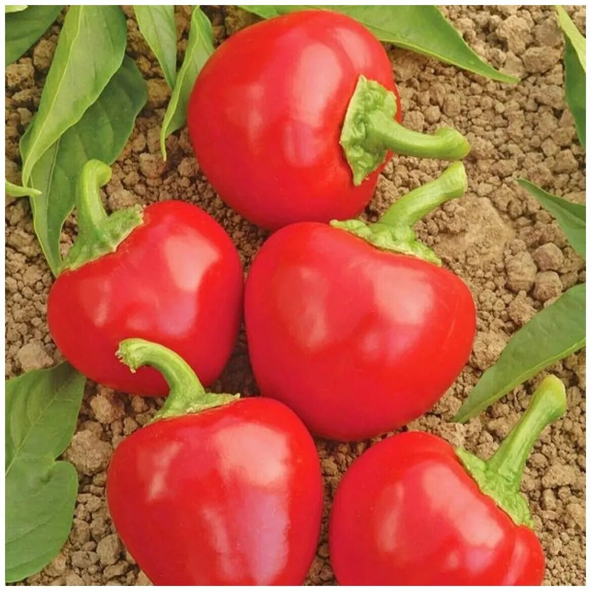 перец колобок семена. ратунда перец колобок. перец колобок седек. ратунда перец колобок. семена седек перец колобок.