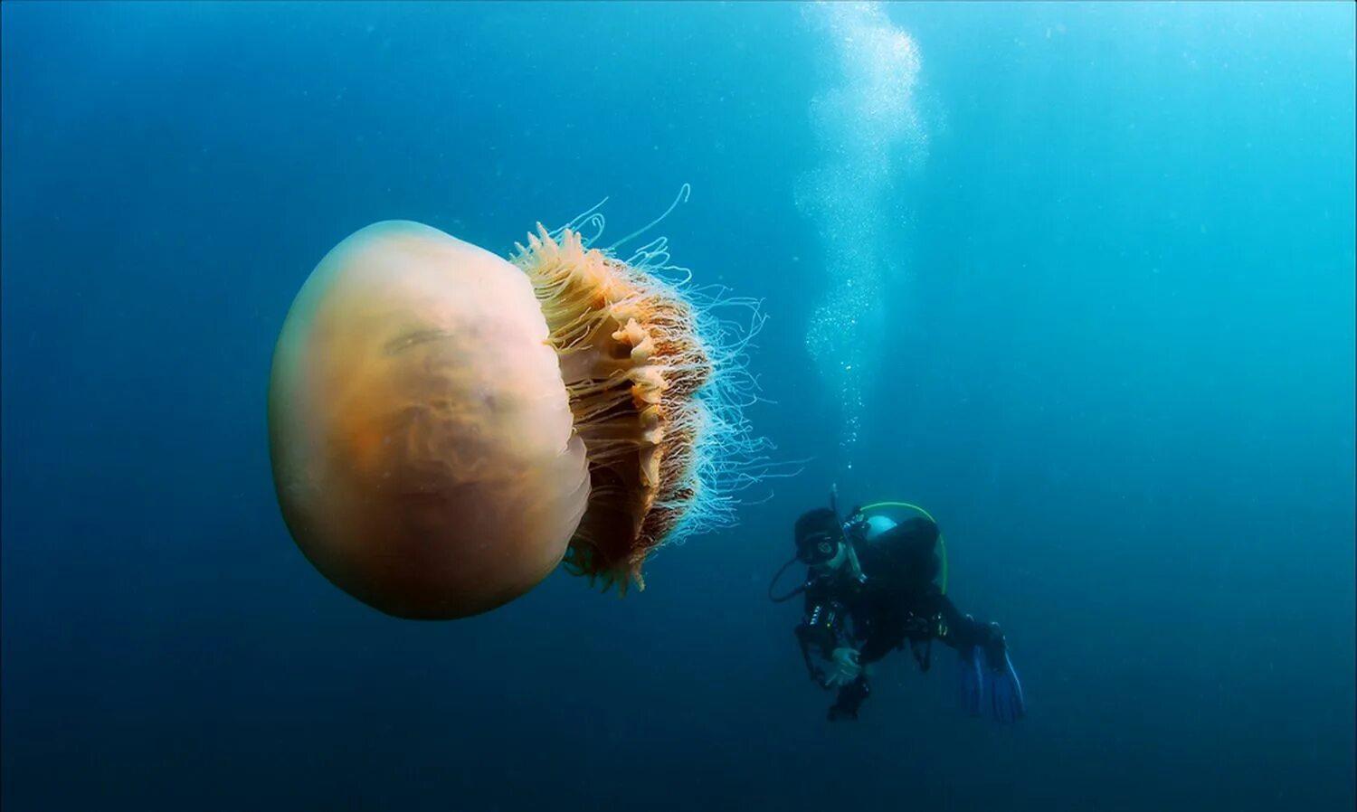 Номура. Медуза цианея. Медуза волосистая цианея. Арктическая медуза цианея. Медуза цианея гигантская.