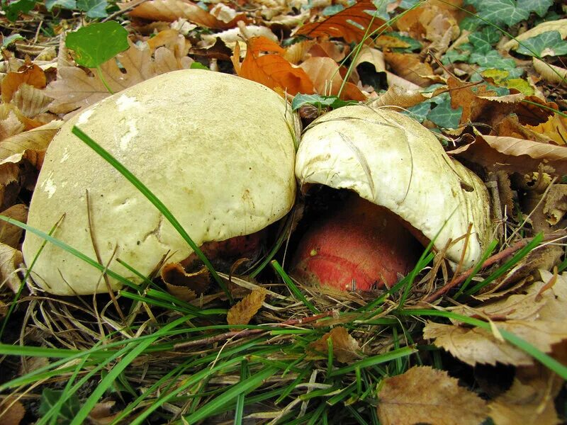 Съедобные грибы в городе. Боровик гриб съедобный. Грибы черноземья съедобные. Съедобные грибы в городе. Съедобные и несъедобные грибы картинки с названиями.