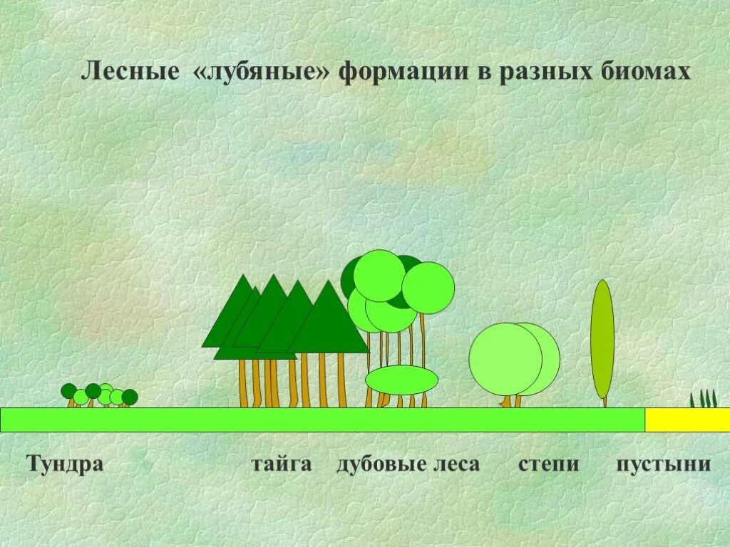Формация леса. Лесные формации. биосфера и биомы. лесные биомы земли презентация. формации леса.