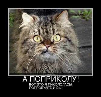Ешкин дрын
