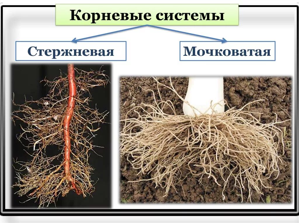 Растений имеют мочковатую корневую систему. Стержневая и мочковатая корневая система. Корневые и мочковатые корни растений. Стержневой и мочковатый корень. Типы корневых систем стержневая и мочковатая.