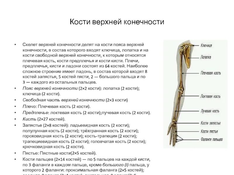Функции костей конечностей. Строение пояса верхних конечностей анатомия. Верхние конечности отдела отдела скелета. Строение и соединение костей свободной верхней конечности. Строение скелета верхней конечности человека анатомия.