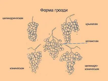 Гребни винограда