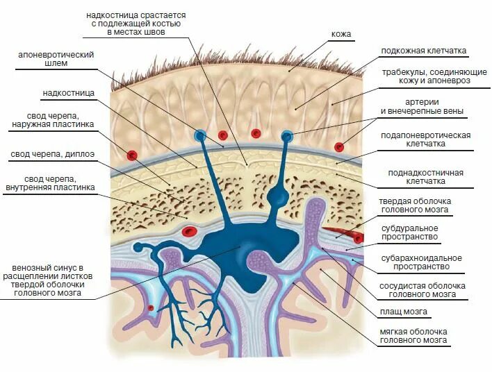 пространства расширены в лобных долях. расширенное субарахноидальное пространство лобной доли. атрофические изменения головного мозга кт. мрт головного мозга расширение субарахноидального пространства. пространства расширены в лобных долях.