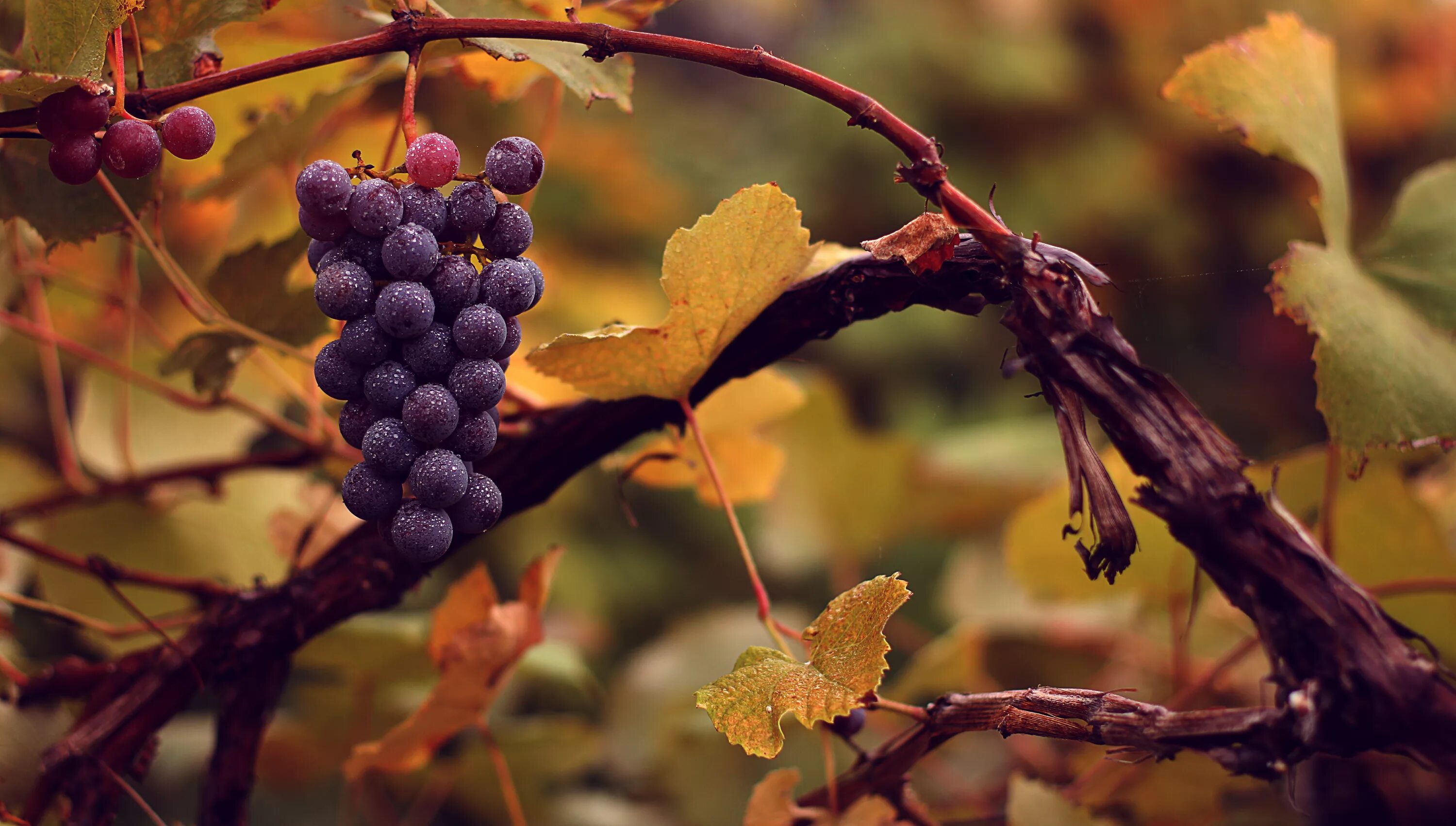 Виноград сентябре. Виноград vitis vinifera. виноград (vitis) rondo, p9. дикий лесной виноград. лоза дикого винограда.