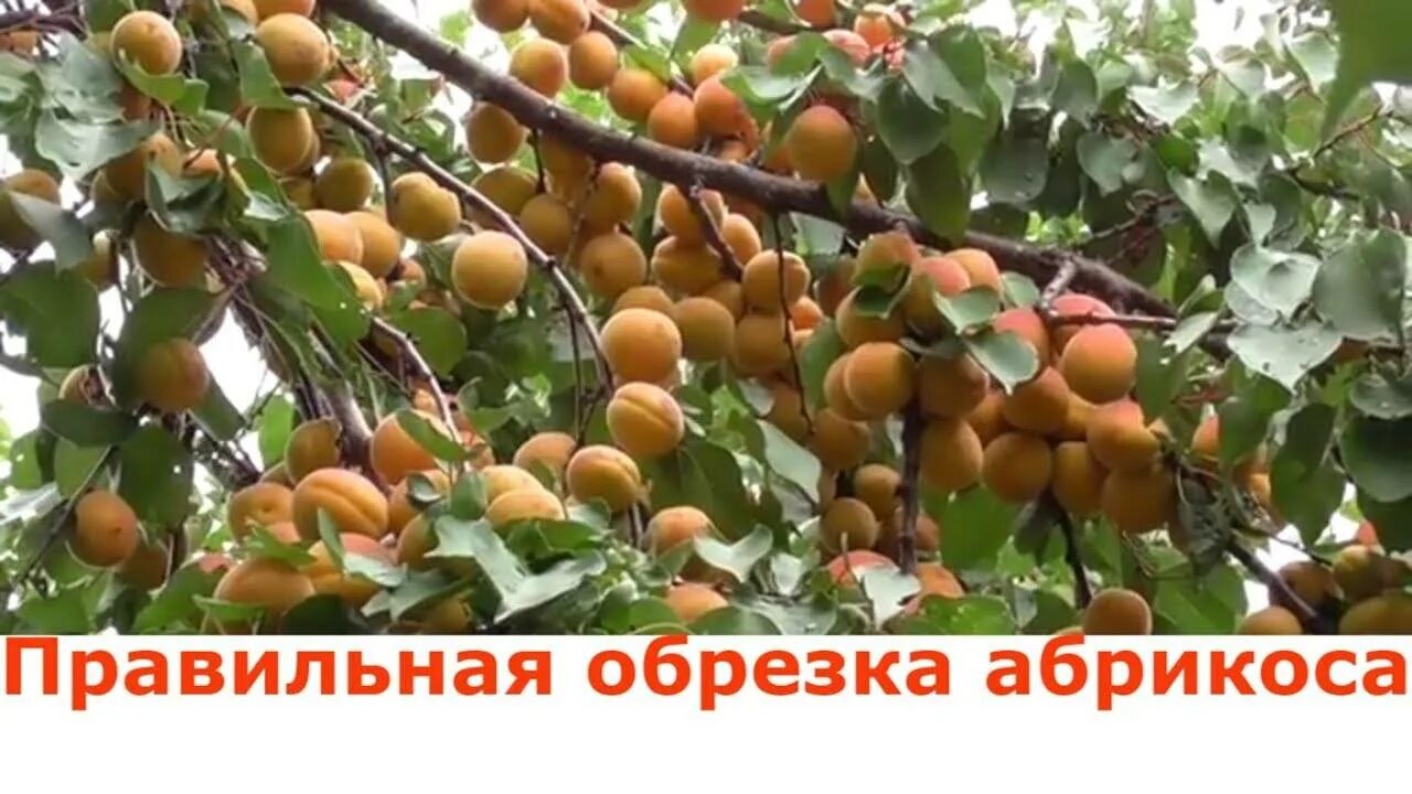 Как правильно обрезать дерево абрикос. Абрикос краснощёкий формировка. чашевидная крона абрикоса. формировка абрикоса чашей. абрикос формировка кроны.