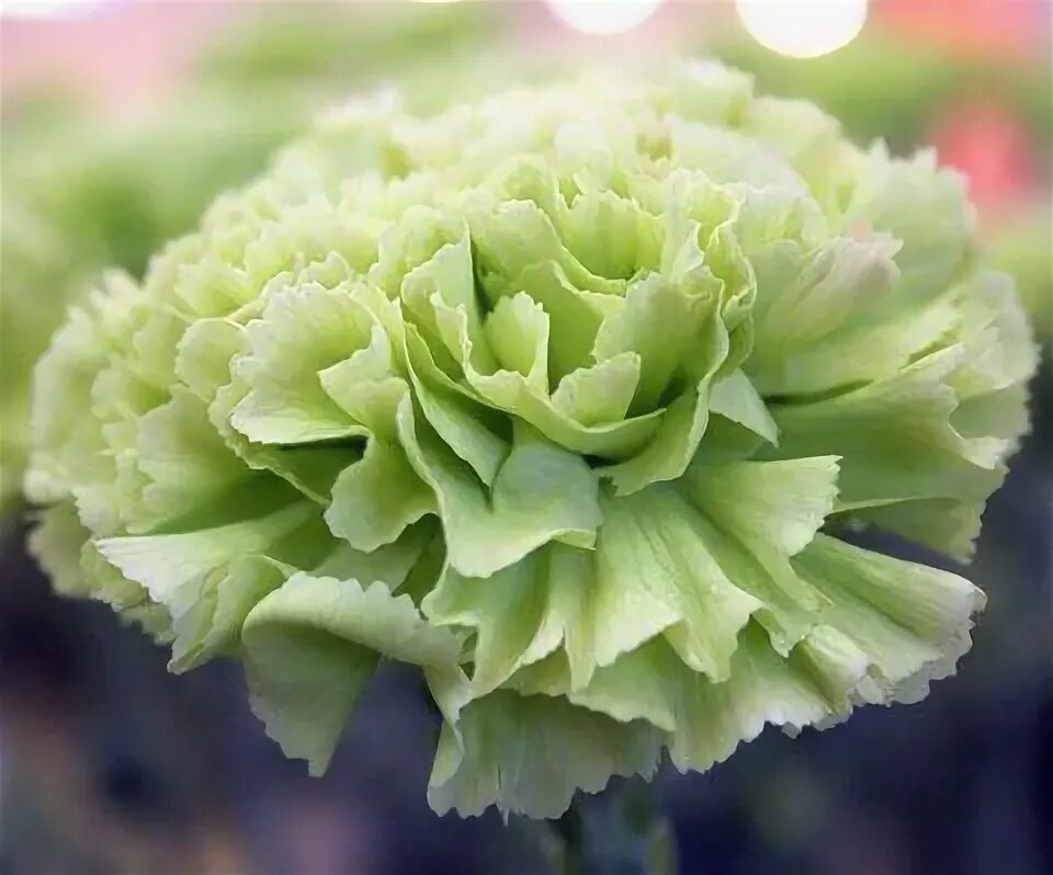 Green Ball  Hi-Res 720p HD Dianthus flowers, Green flower pictures