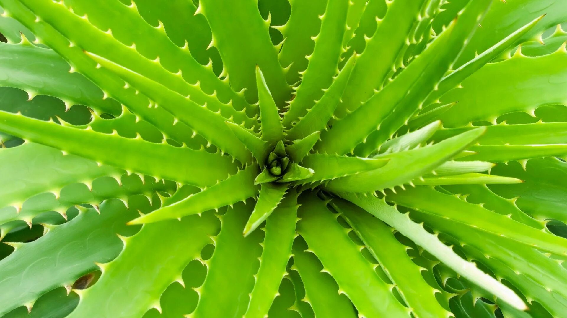 8 aloes