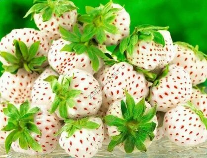 5 растений разных сортов