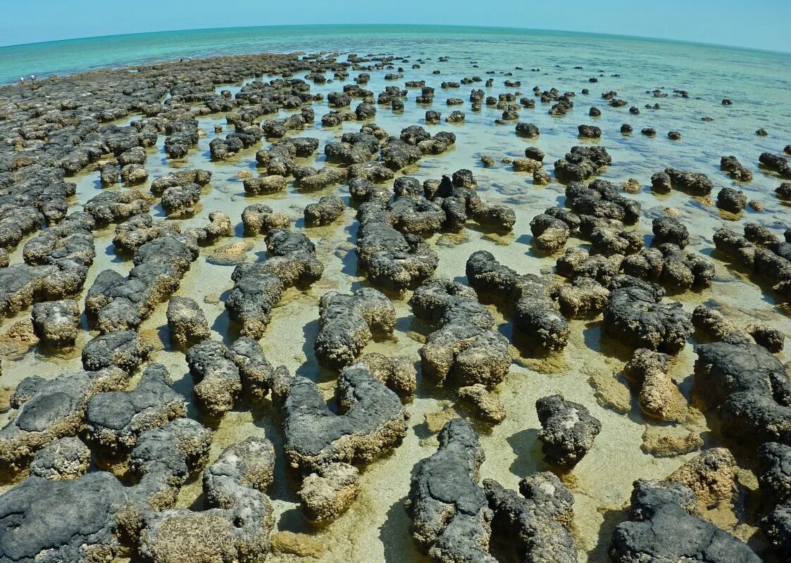 бактериальные маты. строматолиты залив шарк. строматолиты архей. строматолиты австралия. строматолиты древние.