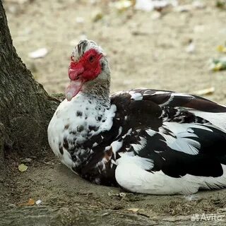 Индоутки фото описание породы и отзывы