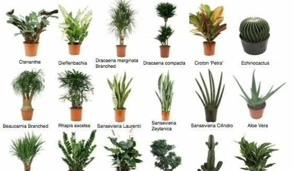 Common plants. Кротон Драцена. Растения для офиса среднего размера. Распространенные офисные растения. Indoor Plants.