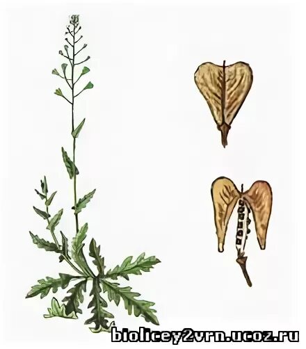 стручочек пастушьей сумки