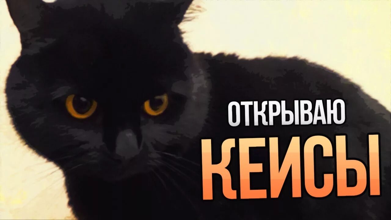 Открываю кис. Коты CS. Кот CS go. Фото кота для КС. Аватарки котов для КС.