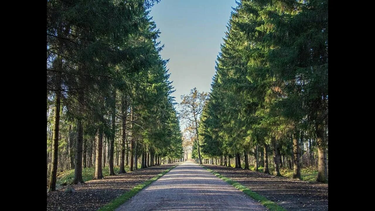 Хвойная екатеринбург. Еловая аллея парк Александровский. Парк Победы аллея голубых елей. Сестрорецк сосны аллея. Акшуатская Сосновая аллея.