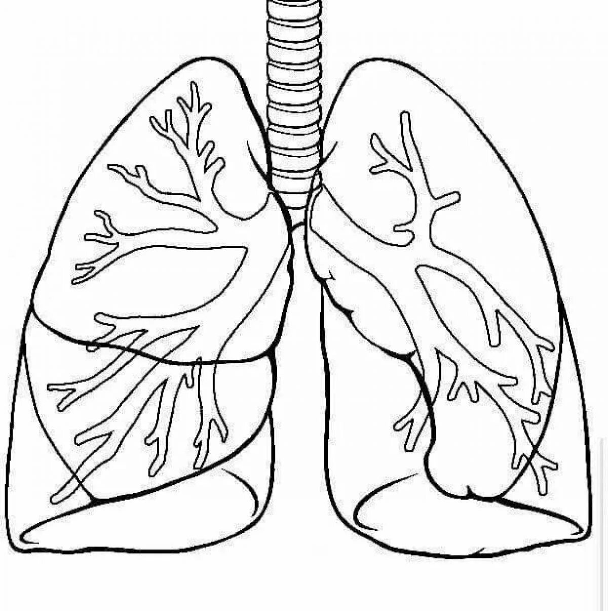 Раскраска лёгкие человека. Легкие человека карандашом. Лёгкие человека рисвгки.