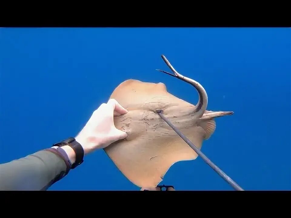 На что ловят скатов Crazy Stingray Catch! YouTube Music
