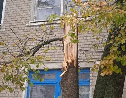 Сила ветра которая валит деревья разрушает строения