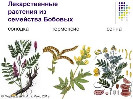 Лекарственные представители
