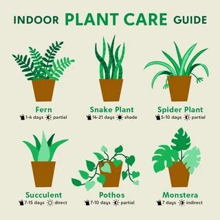 Indoor Plants And How To Care For Them. 