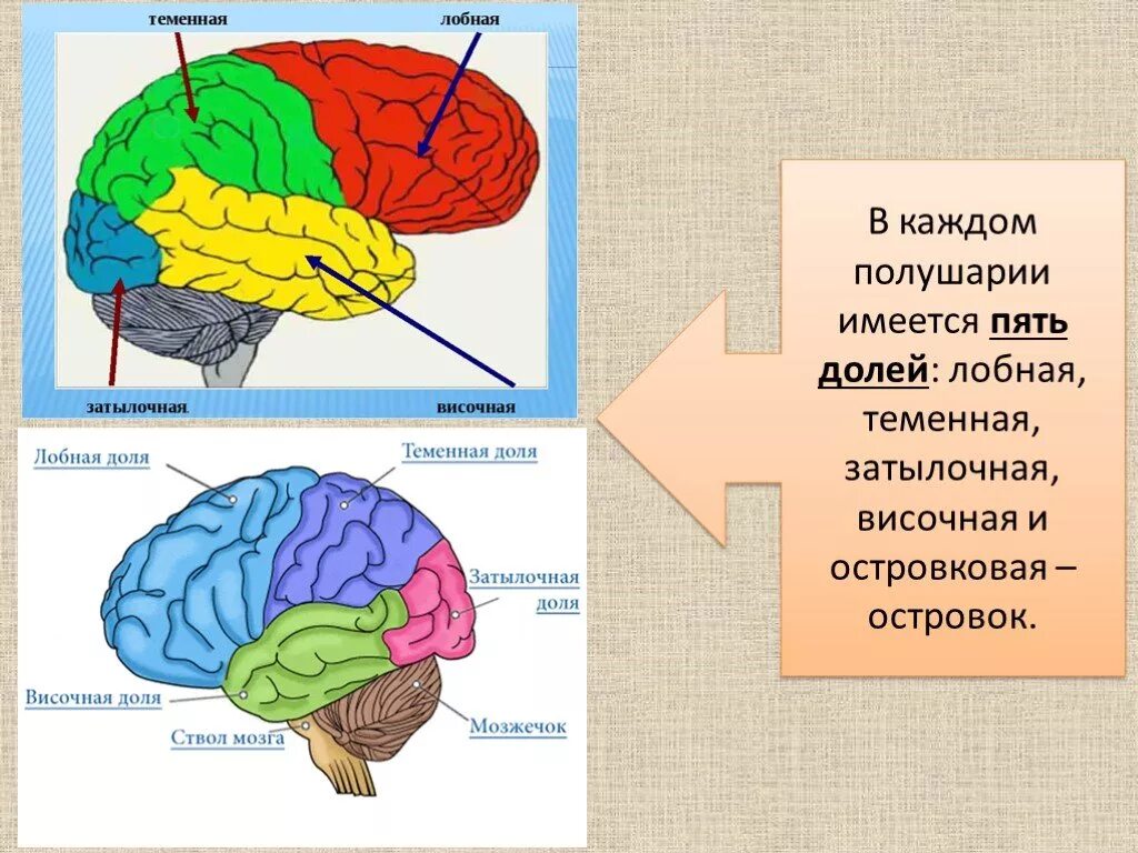 Какая зона в височной доле. Структурно-функциональное строение мозга. Структурно-функциональная модель мозга по а.р Лурии. Лобная височная отсровковая доли.