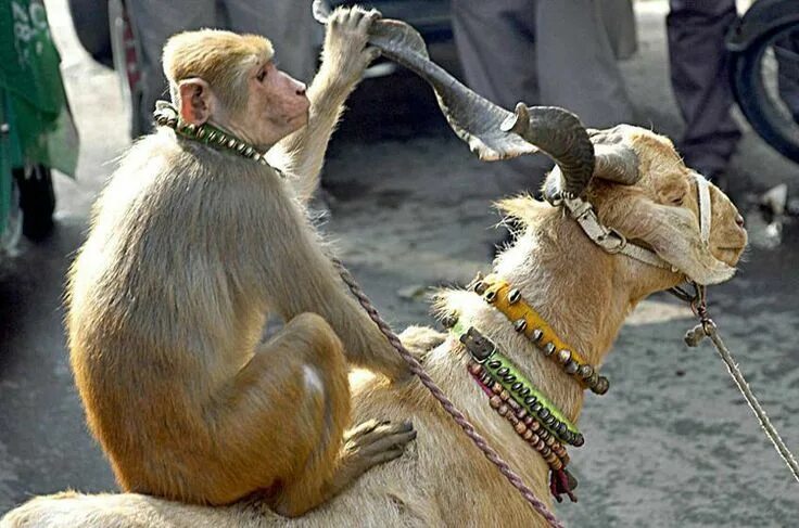 Козлиная обезьяна. Обезьяна и овца. Обезьяна и овца. Обезьяна и коза. Обезьянка и овечка.