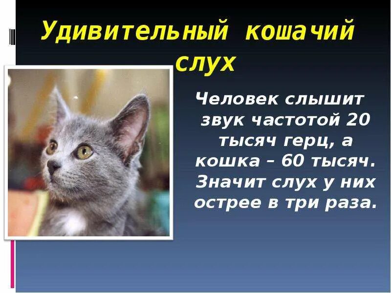 Котенок издает звуки. Слух человека и животных. Слух человека и животных сравнительная. Слух человека и животного сравнительная характеристика. Проект слух человека и животных.