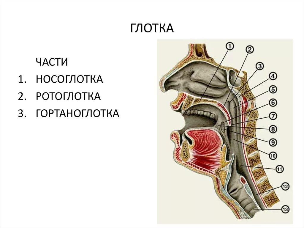 Схема глотки. Глотка ротоглотка анатомия. Строение носоглотки и ротоглотки. Ротоглотка и носоглотка анатомия. Ротоглотка строение анатомия.