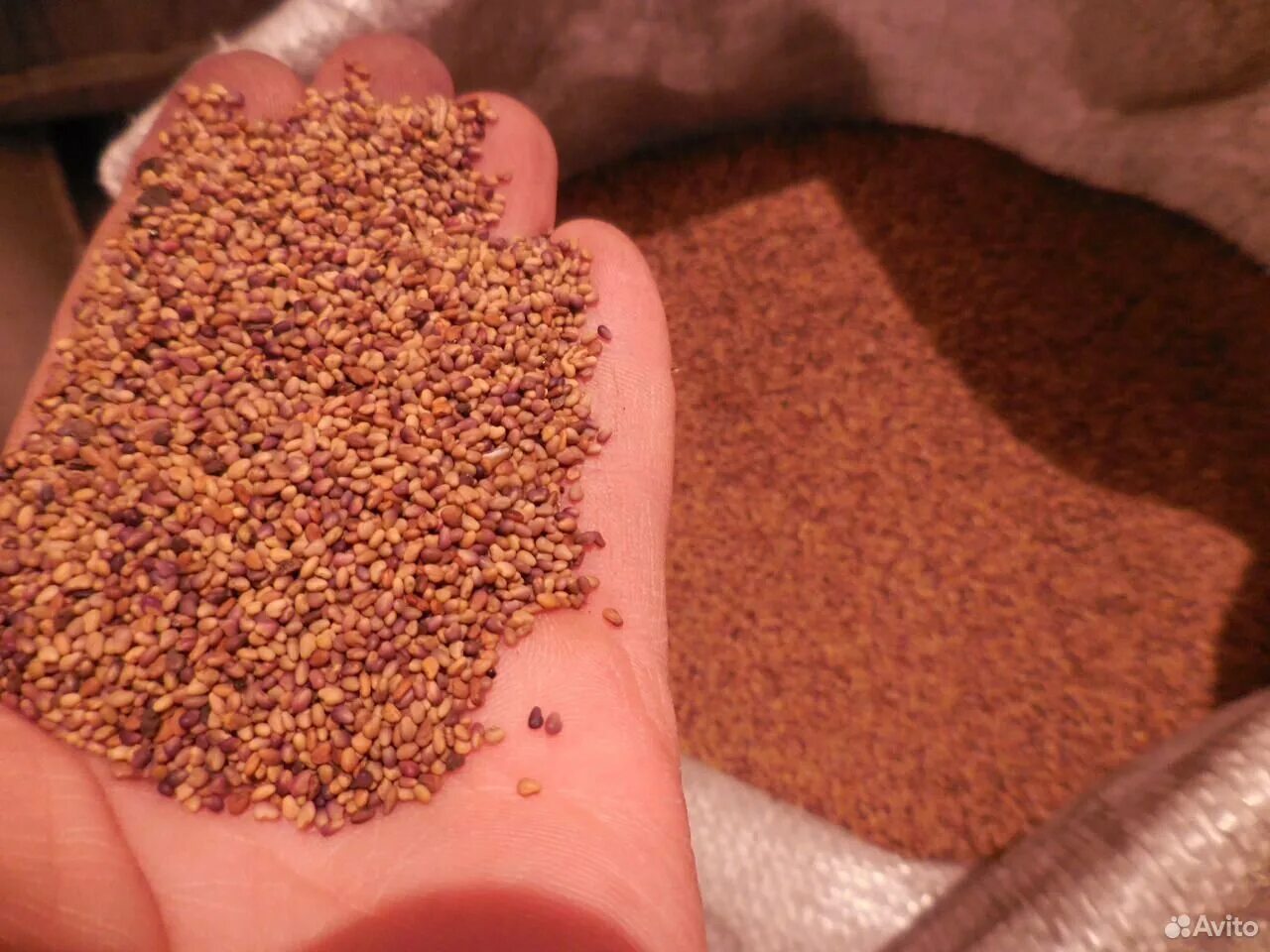 Авито семена трав. Клевер белый белгородский. клевер для корма животных. как выглядят семена красного клевера фото.
