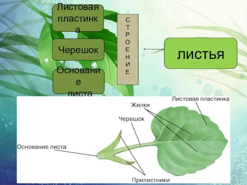 Строение листьев 6 класс. Лист и его строение 6 класс биология. Внешнее строение листа 6. Внешнее строение листьев 6 класс биология.