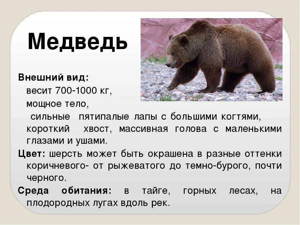 Описание медведя 2 класс окружающий мир