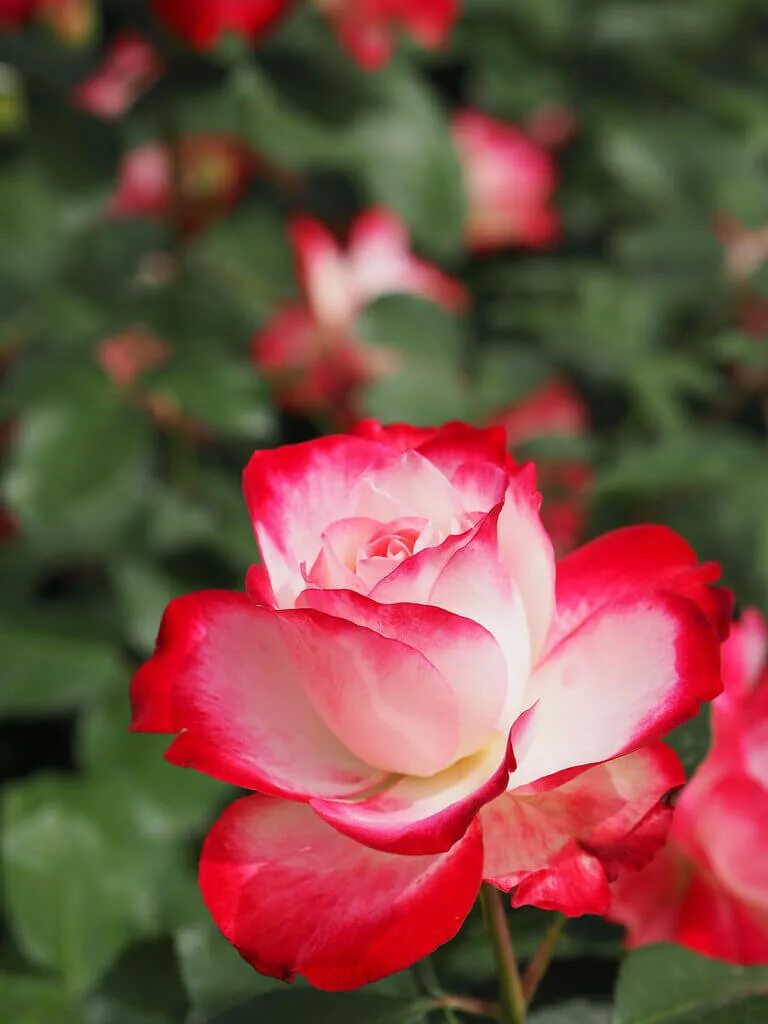 жюбиле дю принц де монако розы флорибунда. флорибунда юбилей принца монако. жюбиле дю принц де монако розы флорибунда. принц де монако. принц де монако.