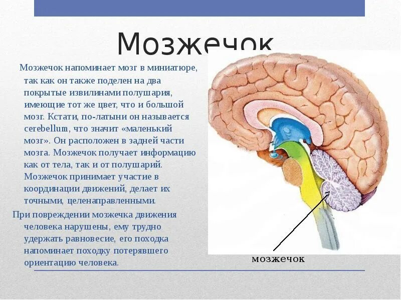 Функции промежуточного мозга и мозжечка. Функции мозжечка в головном мозге. Мозжечок отдел головного мозга. Строение мозжечка кратко.