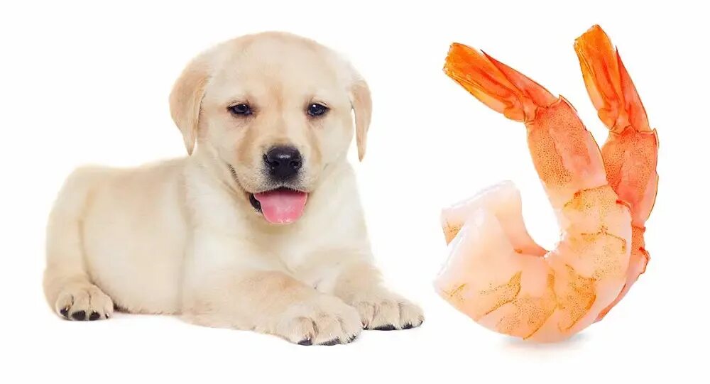 Pets guide. Собака с морепродуктами. A Dog is eating Fish.