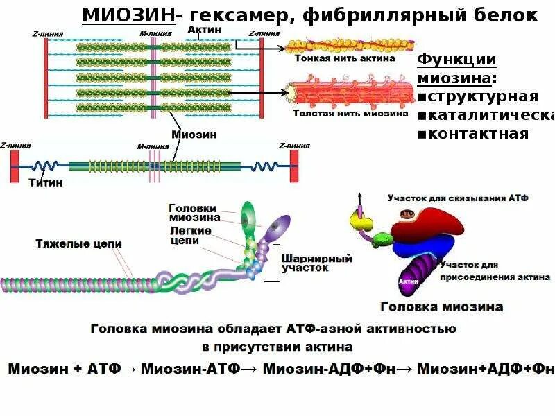 Состав актина. Состав актина и миозина. Структура миозина биохимия. Миозин белок структура.