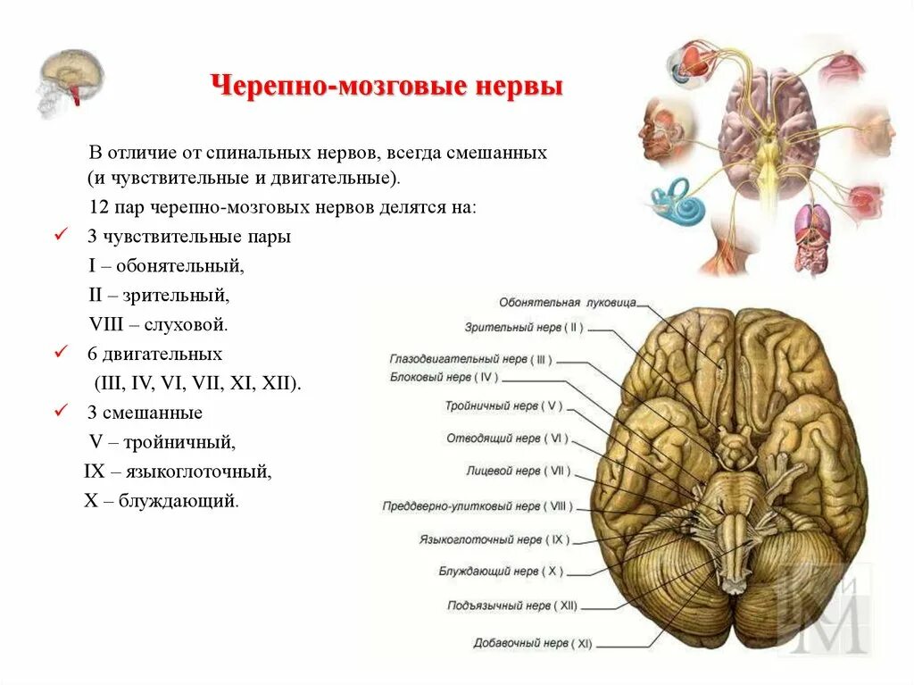 Черепно мозговые нервы являются