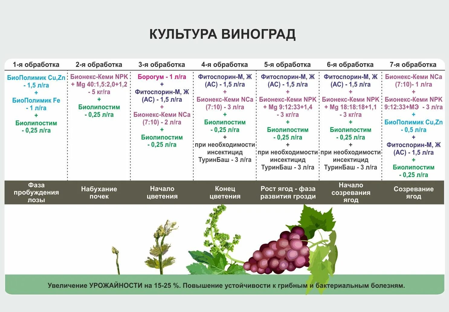 Подкормка винограда весной схема. Схема обработки винограда весной. Схема обработки винограда в таблице. Схема внесения удобрений для винограда. Когда нужно открывать виноград