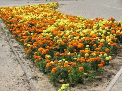 Клумба шафранами